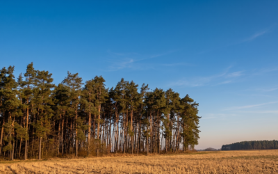Waldzustandsbericht 2025: Der Klimawandel trifft die alten Bestände hart – die Kiefer bleibt Brandenburgs Zukunftsbaumart